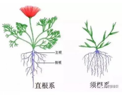 作物的根系